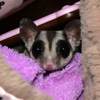 フクロモモンガ里親募集｜メス3歳｜大田区近郊手渡し