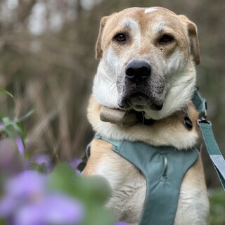優しく賢い大きな男の子ジョナサン