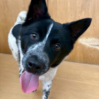 ムチムチボディの【ことま】くん