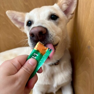 優しい性格の【ピリカ】ちゃん