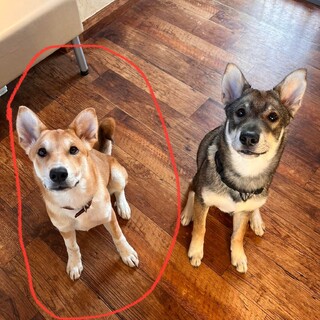 求む❣️ミックス犬・雑種犬好きさん家族❣️
