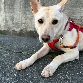 くりくりお目目が可愛い【ノンノ】ちゃん