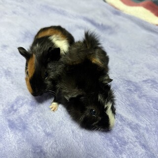 モルモットの可愛い2匹迎えてください