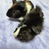 モルモットの可愛い2匹迎えてください サムネイル2
