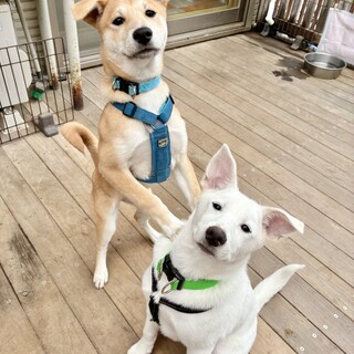 雑種の子犬兄妹、元気いっぱい人馴れしています♪