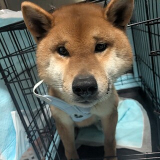 柴犬の男の子