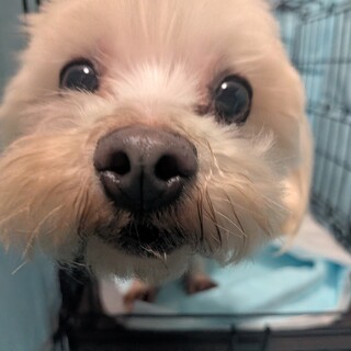 マルチーズの男の子