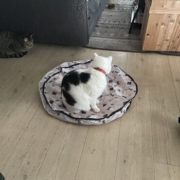 電動のおもちゃで遊ぼう！って、まつりさん…空気を読もうw そう言うとこやぞ、まっつんw