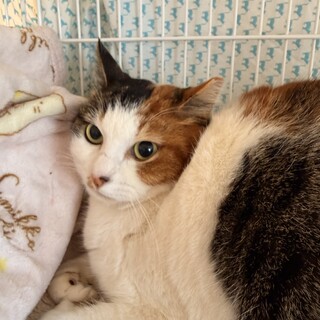 ゆるゆる三毛猫　ミーコ