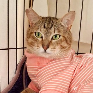 動物病院の保護猫・おっきくて甘えん坊♡