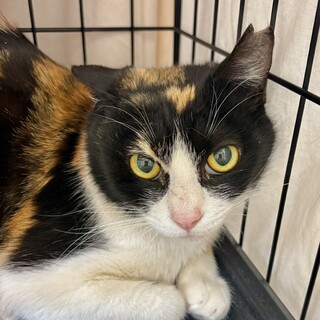 動物病院の保護猫・おでこの♡がポイント♡