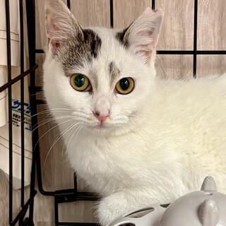 動物病院の保護猫・白多めのキジ白さん