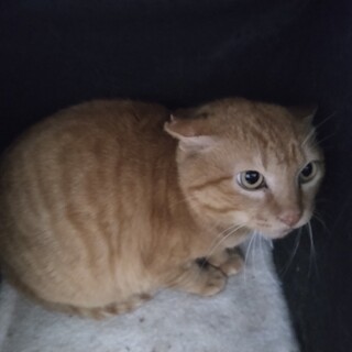 ポッチャリ体形の茶トラ猫