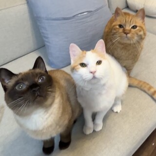 【4/5赤羽橋】まるっこフォルム♡そっくり3姉妹