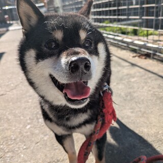 優しくて活発な黒柴の女の子★コボちゃん