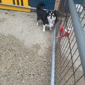 4歳チワワ