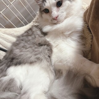 抱っこ好き♡もこもこふわふわゴージャス猫☆将軍