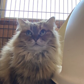 美人の大人しい遊び好きな女の子