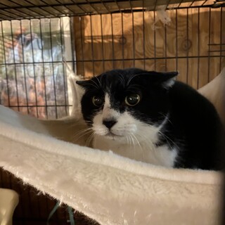 ちょっと強烈なふうこちゃん