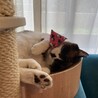 フクの家族