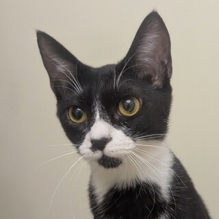 【3/29東日本橋】甘えん坊で穏やか♡かんな