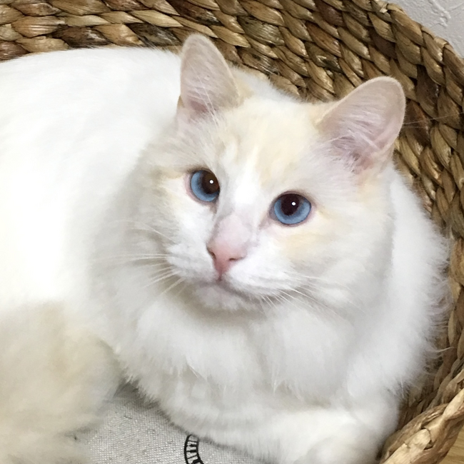 mimiyayamiのカバー写真