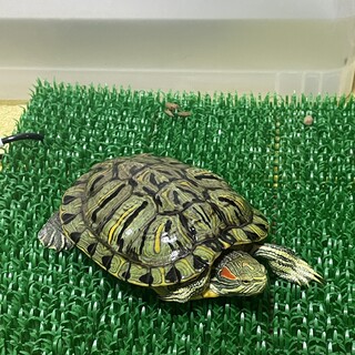 アカミミガメ (約10cm) 里親募集してます！