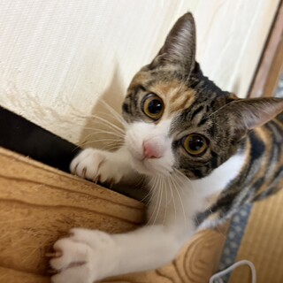 スレンダーな美猫めいちゃん