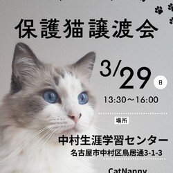 猫の譲渡会　名古屋