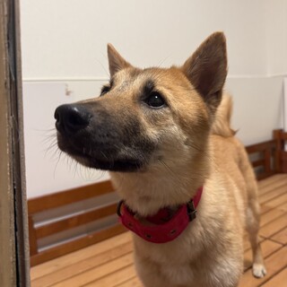 【おやつ大好き！困り顔が可愛い】リンちゃん