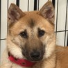 【おやつ大好き！困り顔が可愛い】リンちゃん サムネイル2