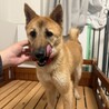 【おやつ大好き！困り顔が可愛い】リンちゃん サムネイル3