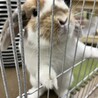 人懐っこい垂れ耳の子うさぎ♂です サムネイル5