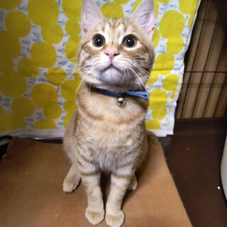 【3/29東銀座】こたろうくん★４ヵ月♪