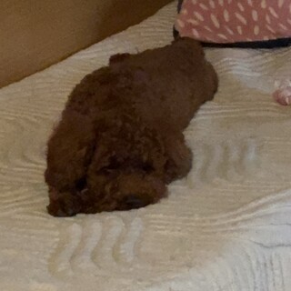 飼育放棄保護　プードルオス9ヶ月