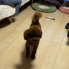 飼育放棄保護　プードルオス9ヶ月 サムネイル2