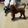 飼育放棄保護　プードルオス9ヶ月 サムネイル3