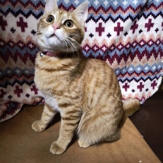 【3/29東銀座】こだまちゃん★４ヵ月♪