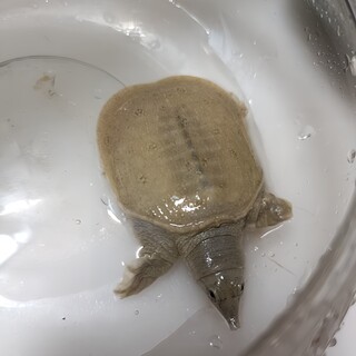 交渉中の為、一時ストップでお願いします。