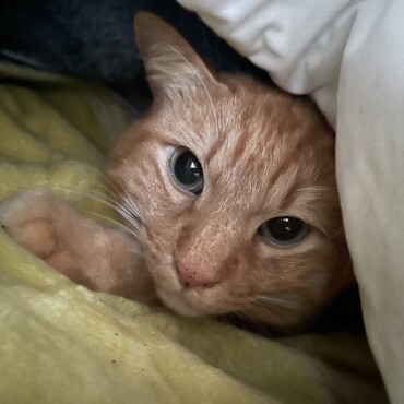 保護猫の茶太郎さん