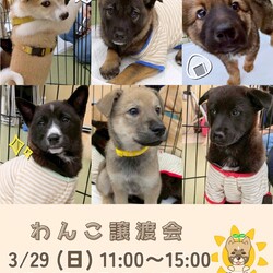ワンコの譲渡会