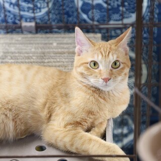 【3/29東日本橋】キュルキュルおめめ♡かなめ