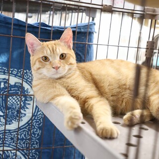 【3/29東日本橋】元気いっぱい♡ちからくん