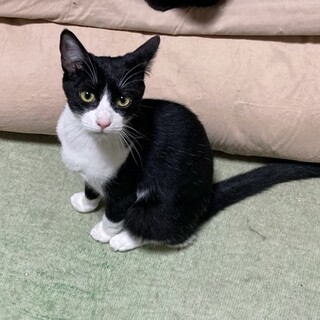 くーちゃんといっぱい遊んで！