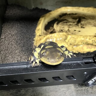 タイガーサラマンダー  里親募集します