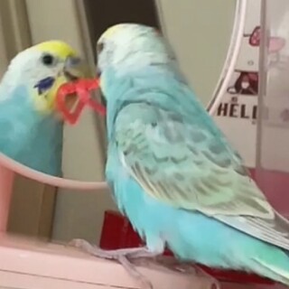 セキセイインコのオス、甘えんぼで嫉妬深いです