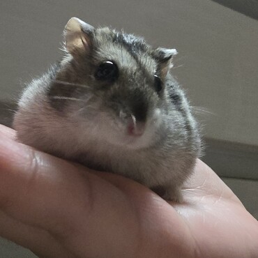 少し痩せたかな？