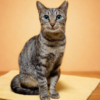 まん丸お目目の美猫『メロちゃん』２歳