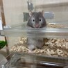 ハムスターの赤ちゃん サムネイル2