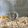 ハムスターの赤ちゃん サムネイル3